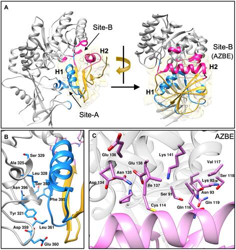 Figure 2 Structural features of AZIN1-OAZ1 interaction. A crystal structure of the AZIN1-OAZ1 complex (PDB ID: 4zgz) is shown in the figure. (A) AZIN1 is shown as grey colored ribbons with site A shaded in blue and site B in pink. OAZ1 is shown in gold with the helix H1 and the adjoining loop shown in blue, and the helix H2 is shown in pink. Blue and pink shaded regions on AZIN1 represent the residues interacting with H1 and H2 regions of OAZ1 with the same color. (B) Identity of residues in site A of AZIN1 is shown as blue colored sticks interacting with the blue colored helical region H1of OAZ1. (C) Amino acid residues in site B of AZIN1 is shown as pink-colored sticks interacting with the pink colored helical region H2 of OAZ1.