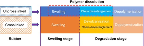 Figure 6. Interaction stages of rubber when mixed with bitumen.
