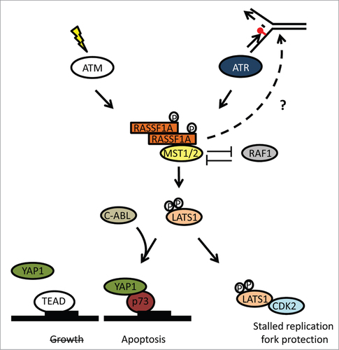 Figure 2. RASSF1A regulation of the Hippo pathway in response to DNA damage. Double strand breaks leading to ATM activation or stalled replication forks that trigger ATR activity result in phosphorylation of RASSF1A at S131. Phosphorylated RASSF1A forms dimers that bind to MST2 abrogating inhibitory interaction with RAF1. Activated MST2 binds and phosphorylates LATS1 offering the necessary conformational change for CDK2 interaction that lead to decreased pBRCA2-S3291. LATS1 phosphorylation also stimulates its kinase activity toward YAP1 leading to decreased association with the TEAD transcription factors that promote cell growth and increased association with p73 inducing apoptosis, potentially in synergy with c-ABL tyrosine kinase.