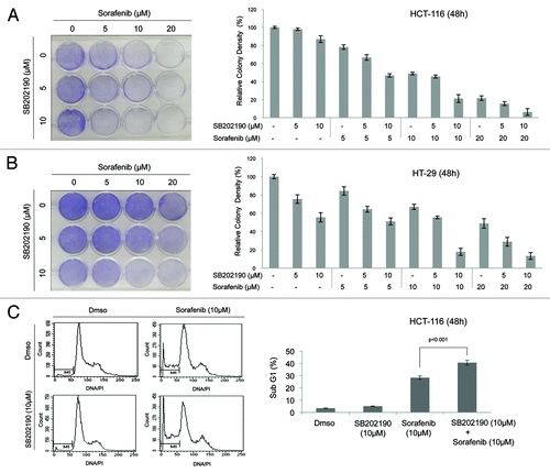 Figure 3. Logarithmically growing HCT-116 (A) and HT-29 (B) cells were cultured for 48h in the presence of Dmso, SB202190 (5–10 μM), sorafenib (5–20 μM) or a combination of SB202190 (5–10 μM) and sorafenib (5–20 μM). After 48 h, living cells were stained with Coomassie blue. Relative colony density is indicated for each time-point analyzed. Living cells were subjected to FACS analysis and the sub-G1 DNA content was measured by flow cytometry (C). Means from triplicates ± SD are shown.