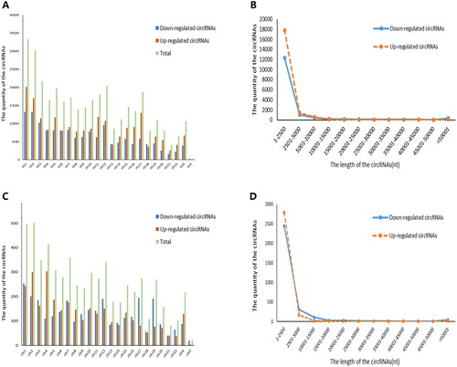Figure 1. Chromosomal distribution of differentially expressed circRNAs in PBMCs from patients with RA. (A, C) Chromosomal localization of differentially expressed circRNAs in PBMCs from patients with RA compared with healthy controls (A) and patients with OA (C). (B, D) The average length of differentially expressed circRNAs in PBMCs from patients with RA compared with healthy controls (B) and patients with OA (D).