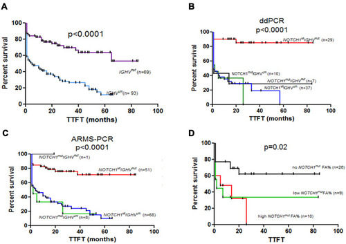 Figure 4 Impact of the mutational status of IGHV and NOTCH1 on clinical outcome in CLL. (A) TTFT divided into two groups according to the IGHV mutational status: IGHVmut/IGHVum. TTFT was longer in IGHVmut cases in which the median was not reached during the follow-up compared to IGHVum with a median of 5 months (p<0.0001). (B) TTFT divided into four groups according to the mutational status of IGHV combined with NOTCH1 assessed by ddPCR: NOTCH1mutIGHVmut, NOTCH1wtIGHVmut, NOTCH1mutIGHVum, NOTCH1wtIGHVum. TTFT was significantly longer in IGHVmut cases who have also NOTCH1wt compared to those with harboring NOTCH1mut. The median TTFT was not reached during the follow-up in NOTCH1wtIGHVmut cases. The median for NOTCH1mutIGHVmut cases was 1 month. Among the IGHVum cases, the median was 1 month for NOTCH1mutIGHVum group and 2 months for NOTCH1wtIGHVum group. (C) TTFT divided into three groups according to the mutational status of IGHV combined with NOTCH1 assessed by ARMS-PCR: NOTCH1wtIGHVmut, NOTCH1mutIGHVum, NOTCH1wtIGHVum. The median was not reached during the follow-up in the NOTCH1wtIGHVmut group. The NOTCH1mutIGHVmut group involved only one patient. Among the IGHVum cases, the median TTFT was 2 months for NOTCH1mutIGHVum group and 4 months for NOTCH1wtIGHVum cases. (D) The median TTFT in a group with high NOTCH1mut allelic burden as well as low NOTCH1mut allelic burden tended to be shorter compared to the group with no NOTCH1wt for whom the median TTFT was not reached during the follow up (5.5 months vs 21.5 months, undefined; p=0.05). The TTFT was shorter in a group with high NOTCH1mut allelic burden compared to the group with no NOTCH1wt (5 months vs not reached, p=0.01). The TTFT was shorter in a group with low NOTCH1mut allelic burden compared to the group with no NOTCH1wt (2 months vs not reached, p=0.024). The TTFT was no different between the groups with high NOTCH1mut allelic burden and low NOTCH1mut allelic burden (5 months vs 2 months, p=0.901). The high mutation burden group was defined as having above 7.57% FA of NOTCH1mut. The low mutation burden group was defined as having below 7.57% FA of NOTCH1mut. No mutation burden group was defined as having below 0% FA of NOTCH1mut.