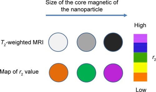 Figure 3 T2-weighted contrasts and r2 color maps for iron oxide nanoparticles of different size.