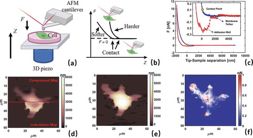 Figure 2. AFM nanoindentation methodology. a) Schematic of AFM probe approaching vertically a sample b) Schematic representation of typical force curve (FC) c) AFM experimental FC after conversion with EquationEq. 1Eq. 1 D=zsens∗ΔV       F=D∗k        δ=−zpiezo−D−XCEq. 1 showing with approaching (blue) and retracting (red) and contact point XC. Inset represents a zoom focused on adhesion well d) overlap of compressed map (top) and indentation map (bottom) e) zero force morphology map f) Adhesion force map. c-f panels are representative analysis from 64 × 64 force volume analysis on resting M0 phenotype of RAW 264.7 macrophage cell