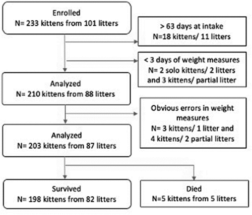 Figure 2. Exclusions and losses of kittens to the study.