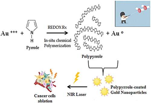 Figure 1. A schematic diagram explaining the one-step synthesis method for the preparation of polypyrrole-coated gold nanoparticles (Part of the figure is drawn using Biorender.com).