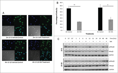 Figure 4. Withaferin A inhibits NF-κB nuclear translocation. (A) Cultures of 0.75 ×106 cells/ml human LY-10 and LY-3 lymphoma cells were treated with 2.5 µM WA for 2 and 4 hours. Cells were then removed from drug and fixed to be stained for the p-65 subunit of NF-kB. Images were taken through fluorescent microscopy to observe the cytoplasmic and nuclear location of NF-kB. (B) Sixteen fields were counted and data represents mean ± standard deviation of triplicate samples. Statistical significance of difference between groups was determined by ANOVA. * P<0.02 and ** P < 0.001. (C) LY-10 and LY-3 lymphoma cells were treated with 2.5 μM WA and collected at multiple time points. Cells were harvested and total protein was isolated. Western blots of lysates were probed for pIKKα/β and total IKK α/β. Blots were then stripped and probed for GAPDH. Expression values for IKK α/β band were normalized to the corresponding GAPDH band and the pIKKα/β values were normalized to the total IKKα/β. ND = not determined due to total IKKα/β band being undetectable.