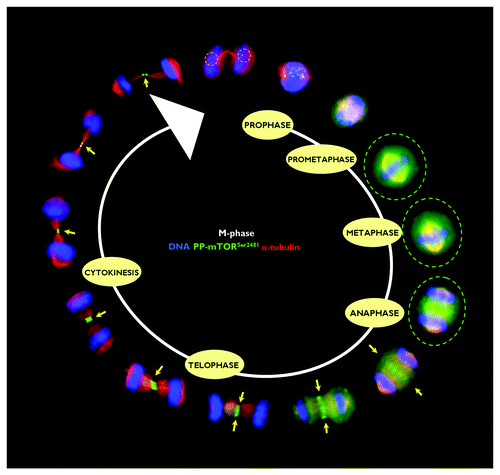 Figure 2. Spatiotemporal dynamics of phospho-mTORSer2481 during mitosis and cytokinesis. After fixation and permeabilization of asynchronously growing HeLa cells in 96-well clear-bottom imaging tissue culture plates optimized for automated imaging applications, cells were double-stained with antibodies against phospho-mTORSer2481 and α-tubulin and with Hoechst 33258 for nuclear counterstaining. The figure shows representative portions of images containing dividing cells captured with a 40x objective in the channels corresponding to phospho-mTORSer2481 (green), α-tubulin (red) and Hoechst 33258 (blue), and the images were merged with a BD Pathway™ 855 Bioimager System using BD Attovision™ software.