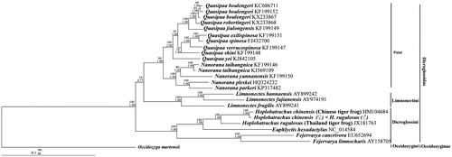 Figure 1. Phylogenetic relationships within Dicroglossidae based on 10 protein-coding genes using nucleotide datasets. Phylogenetic analyses using nucleotide datasets were carried out for the 25 dicroglossids based on all 10 protein-coding genes from their respective mt genomes. The tree was rooted with Occidozyga martensii as the out-group. Numbers above the nodes are the bootstrap values of ML on top and the posterior probabilities of BI on the bottom.