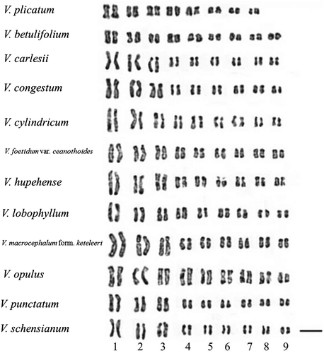 Figure 2. Karyotypes of 12 Viburnum taxa (scale bar = 5 μm).