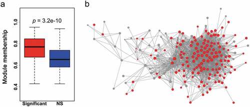 Figure 6. Network properties of survival-associated genes in neutrophil and dendritic cell sets. (a) Boxplots of module membership for comparison of survival-significant and NS genes in neutrophil and dendritic cell sets. The asterisks indicate the statistical difference based on the Wilcoxon rank-sum test. (b) Cytoscape network display for genes in the neutrophil and dendritic cell sets. The size of the nodes indicates the module membership of each node and the color corresponds to the gene group (red, significant and grey, NS).