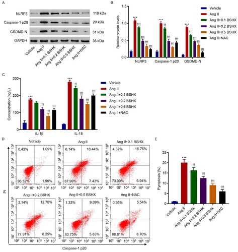 Figure 5. BSHX alleviates Ang II-induced NLRP3 inflammasome activation and pyroptosis in HK-2 cells. (A, B) The protein levels of NLRP3, caspase-1 p20, and GSDMD-N, (C) concentration of IL-1β and IL-18, and (D, E) cell pyroptosis were detected in HK-2 cells treated with Ang II (1 µM), different concentrations of BSHX (0.1, 0.2, and 0.5 mg/mL), and 100 µM NAC as positive control. Data represent the mean ± SD (n = 3). One-way ANOVA followed by Dunnett’s test for multiple comparisons was used. ***p < 0.001 vs. Vehicle group. !p < 0.05, !!p < 0.01, !!!p < 0.001 vs. the Ang II group. NLRP3, NOD-like receptor protein 3; GSDMD-N, gasdermin D-N-terminal domain; IL-1β, interleukin-1beta; IL-18, interleukin-18; PI, propidium iodide; NAC, N-acetylcysteine; GAPDH, glyceraldehyde 3-phosphate dehydrogenase.