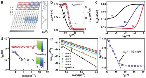 Figure 8. (a) Schematic illustration of the contact between Au and C8-BTBT. The right part is overlaid by the charge density in the energy range of [EF−0.5 eV, EF]. EF is the Fermi energy of the system. The distribution of charge density along the z direction is plotted. (b) Room temperature double-sweep Ids-Vg characteristics (black line) and the extracted four-terminal field-effect mobility as a function of Vg (red circle). (c) Room temperature Ids-Vds characteristics for typical monolayer, bilayer, and trilayer devices. (d) Arrhenius plot of Ids (Vg = −70 V, Vds = −1 V) of the monolayer (red circle) and bilayer (blue circle) devices in (a). The inset shows energy band diagrams near the contact, with different mechanisms. (e) Arrhenius plot of ln(Ids/T3/2) of the bilayer device in (c). From top to bottom: Vg = −60.4, −56.4, −52.4, −48.4, −44.4, and −40.4 V. (f) Derived Schottky barrier height as a function of Vg. The true Schottky barrier height is 140 meV, as pointed by the arrow. Partically adapted with permission from Ref [Citation126].Copyright (2016) American Association for the Advancement of Science