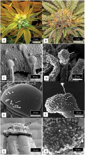 Fig. 13 (Colour online) Observations of glandular trichomes on bract leaves of cannabis buds and the occurrence of fungal propagules associated with the trichome glands. a, Young developing inflorescence showing bract leaves (arrow) surrounding a cluster of pistils in which the protruding white stigmas can be seen. b, Mature inflorescence showing fully developed bract leaves covered by glandular trichomes (arrow) that appear visually as white flecks. c, Scanning electron micrograph of glandular trichomes showing the head (arrow) and stalk developing on the bract surface. d, Same as (c) but glandular trichome heads and stalks are covered with spores of Penicillium (arrow). e, Close-up of the glandular head of a trichome showing spores of Penicillium (arrow) and Cladosporium adhered to the trichome gland surface. f, Spores (arrow) and a conidiophore of Penicillium on the surface of a trichome gland. g, Collapsed gland of a mature trichome (arrow) from which resin has been extruded. h, Spores of Aspergillus stuck to the resin extruded from cannabis trichome glands