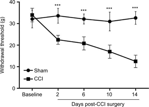 Figure 1 CCI-induced mechanical hypersensitivity.