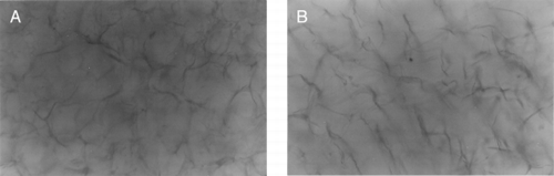 Figure 3. (A) The structure of collagen-CS scaffold soaking in PBS solution. (B) The structure of collagen spongy scaffold soaking in PBS solution. (×250).