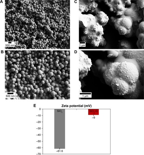 Figure 1 SEM images of the materials.Notes: (A, C) Smooth spherical pristine SiO2 NPs and (B, D) granular rough aggregated network of SiO2-G nanohybrids at the magnifications of 10,000× (A, B) and 20,000× (C, D). (E) The zeta potential of the pristine SiO2 NPs and SiO2-G nanohybrids in deionized water. The error bars represent the standard errors of the means.Abbreviations: SEM, scanning electron microscope; SiO2 NPs, silica nanoparticles; SiO2-G, silica–gentamicin.