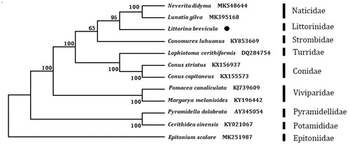 Figure 1. The NJ phylogenetic tree for Littorina brevicula and other species using 13 protein-coding genes.