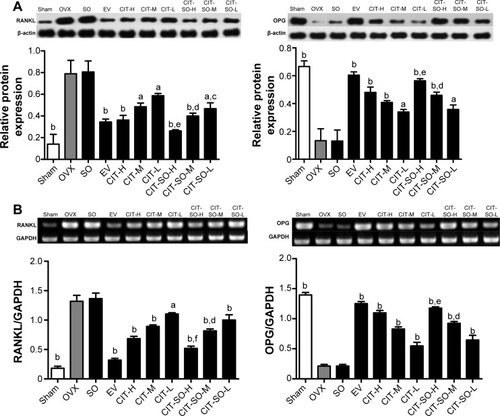 Figure 4 Related protein and gene expressions in osteoporotic rat femurs.Notes: (A) OPG and RANKL protein expressions in femurs of OVX rats. Effects of 12-week treatment with EV, CIT-H, CIT-M, CIT-L, CIT-SO-H, CIT-SO-M, and CIT-SO-L on protein expressions of OPG and RANKL. (B) OPG and RANKL mRNA expressions in femur of OVX rats treated with EV, CIT-H, CIT-M, CIT-L, CIT-SO-H, CIT-SO-M, and CIT-SO-L for 12 weeks. Total RNA was isolated, and reverse-transcription polymerase chain reaction was performed to determine OPG and RANKL mRNA expressions. Values are expressed as means ± standard deviation (n=8); aP<0.05 compared to OVX, bP<0.01 compared to OVX, cP<0.05 compared to CIT-L, dP<0.05 compared to CIT-M, eP<0.05 compared to CIT-H, fP<0.01 compared to CIT-H.Abbreviations: OVX, ovariectomized; SO, suet oil; EV, estradiol valerate; CIT, circinal–icaritin; H, high dosage; M, medium dosage; L, low dosage; RANKL, receptor activator of nuclear factor-κB ligand; OPG, osteoprotegerin; mRNA, messenger ribonucleic acid; OCN, osteocalcin; GAPDH, glyceraldehyde 3-phosphate dehydrogenase.