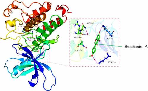 Figure 4. The direct binding of biochanin A to epidermal growth factor receptor (EGFR)