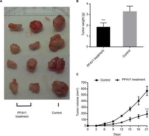 Figure 4 In vivo PF4V1 suppresses the growth of prostate cancer in nude mice model.Notes: (A) The sample tumors from the nude mice at 21 days are shown. (B) The tumor weight was significantly lower in PF4V1 treatment group than in the control group. (C) The tumor volume was measured every 3 days. The results were acquired from three independent experiments, and error bars represent mean and SD (Student’s t-test, ***P<0.001).