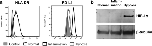 Figure 2. Primary human PTEC express inflammation markers and HIF-1α under inflammatory (IFN-γ (100 ng/ml) and TNF-α (20 ng/ml)) and hypoxic (1% O2) culture conditions, respectively. (a) Flow cytometry profiles demonstrate PTEC up-regulate HLA-DR and PD-L1 under inflammatory culture conditions (thick line, unfilled) but show no up-regulation of these molecules under hypoxia (thin line, unfilled). Dashed line, unfilled is normal culture conditions and grey filled is isotype control. One representative of two PTEC donor experiments. (b) Western blot analysis of whole PTEC cell lysate (5 µg total protein) demonstrate HIF-1α expression under hypoxic culture conditions but no HIF-1α expression under normal or inflammatory culture conditions. One representative of two PTEC donor experiments.