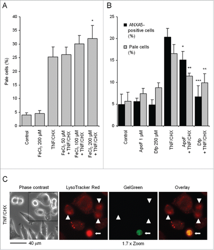 Figure 1. Iron affects TNF and CHX toxicity in HTC cells. (A) Cells were exposed for 2 h to a precipitate of hydrated iron-phosphate, which spontaneously forms when FeCl3 is added to the medium, and subsequently treated with 20 ng/ml TNF plus 10 µg/ml CHX for another 6 h. Cells were then loaded for 15 min with acridine orange at a final concentration of 5 µg/ml in complete growth medium and analyzed by flow cytometry. Ten thousand cells were run each time in a FACScan flow cytometer; data were collected and analyzed with the CellQuest software. ‘Pale’ cells represent the population with the lowest red fluorescence (as illustrated in Fig. 3D) when exposed to green light, due to a reduced number of normal lysosomes. (B) Cells were incubated with either 1 µM apoferritin (ApoF) for 4 h or 250 µM deferiprone (Dfp) for 18 h before being exposed to TNF and CHX for 6 h. At the end of treatment, the number of ANXA5-positive and PI-negative cells (black bars) and of ‘pale’ cells (light gray bars) was measured on 5,000 and 10,000 cells per sample as described above. (C) Cells were treated with TNF and CHX as in (A), sequentially stained with LysoTracker Red and GelGreen as indicated in Materials and Methods and observed under a fluorescence microscope. The frame in the left panel (phase contrast) was electronically magnified and the red and green channels reproduced, either separately (middle 2 panels) or overlaid in the rightmost panel. Arrowheads indicate moderately shrunk cells undergoing initial LMP, but still retaining plasma membrane selective permeability, as is implied by their impermeability to GelGreen. The arrow points to a strongly condensed cell with fully permeabilized lysosomes, taking up the GelGreen dye, suggestive of a late phase of death (‘late apoptotic’ or ‘secondary necrotic’ cell). Data represent the means ± SD of at least 3 independent experiments. *, **, ***: P < 0.05, P < 0.01 and P < 0.001, respectively, vs TNF and CHX (ANOVA).