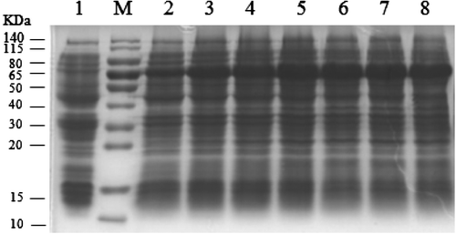 Fig. 2. Determination of the induction time and expression of the RAG2 gene. M: Protein molecular weight marker; lane 1: non-pET-28a induction with IPTG for 5 h; lane 2: pET-28a-pRAG2 induction with IPTG for 1 h; lane 3: pET-28a-pRAG2 induction with IPTG for 2 h; lane 4: pET28a-pRAG2 induction with IPTG for 3 h; lane 5: pET-28a-pRAG2 induction with IPTG for 4 h; lane 6: pET-28a-pRAG2 induction with IPTG for 5 h; lane 7: pET-28a-pRAG2 induction with IPTG for 6 h; lane 8: pET-28a-pRAG2 induction with IPTG for 7 h.