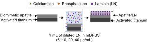 Figure 1 Schematic illustration of coprecipitating LN within biomimetic apatite.Abbreviations: LN, laminin; mDPBS, modified Dulbecco’s phosphate-buffered saline.