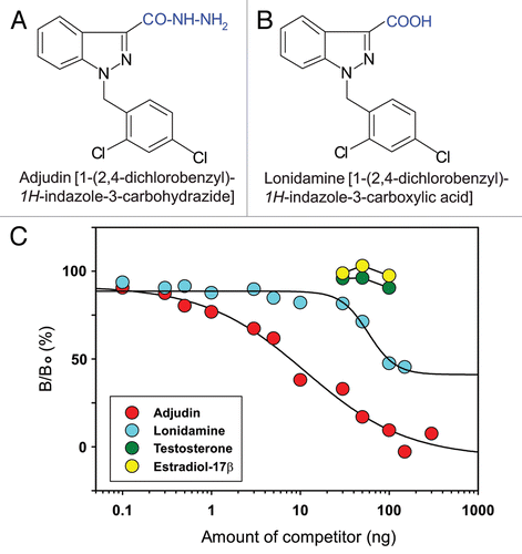 Figure 3 Specificity analysis of anti-adjudin antiserum. Structural formulae of adjudin (A) and lonidamine (B). (C) Displacement of [3H]-adjudin binding to anti-adjudin anti-serum by unlabelled (i.e., cold) adjudin, lonidamine, testosterone or estradiol-17β. Adjudin competed with the binding of [3H]-adjudin to its antibody. While lonidamine shares structural similarities with adjudin, it generated a parallel but incomplete displacement curve. Both testosterone and estradiol-17β failed to compete with the binding of [3H]-adjudin to its antibody.