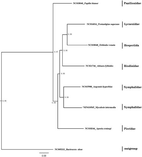 Figure 1. Maximum-likelihood tree of evolutionary relationships Mycalesis intermedia based on the complete mitogenomes of 8 Lepidopteran butterflies. M. intermedia and Argynnis hyperbius are clustered into a clade Nymphalidae.