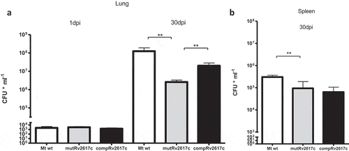 Figure 1. The knockout of Rv2617c impaired the replication of M. tuberculosis in mice.Groups of BALB/c mice were infected with M. tuberculosis CDC1551 (Mt wt), Rv2617c mutant (mutRv2617c) and complemented strain (comp). At 1 and 30 days post infection (dpi) the mice were sacrificed; the lungs (a) and spleens (b) were extracted and homogenized to assess CFU (expressed as CFU ml−1) on solid medium. The values are expressed as the mean ± S.D. of CFUs for six mouse organs. The data were analyzed using t-test (**p < 0.01). This experiment was performed once.