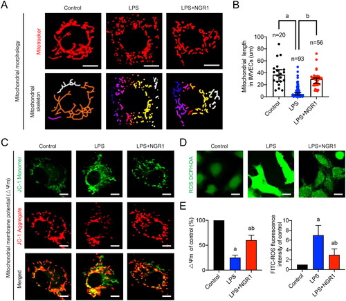 Figure 3. Effects of NGR1 on mitochondrial quality in LPS-induced IMVECs. (A) Representative confocal images of IMVEC mitochondrial morphology in each group (bar = 25 μm) and analysis of mitochondrial skeletons using Image J software. (B) Representative confocal images of mitochondrial membrane potential (ΔΨm) of IMVECs, which were labeled with JC-1 monomer (green fluorescent probe) and JC-1 aggregate (red fluorescent probe) (bar = 25 μm). (C) Representative confocal images of ROS fluorescence intensity in IMVECs (bar = 50 μm). (D) Statistical analysis of ΔΨm and ROS in IMVECs (n = 5). Data are presented as mean ± standard deviation. a, p < 0.05 compared with the control group; b, p < 0.05 compared with the LPS group.