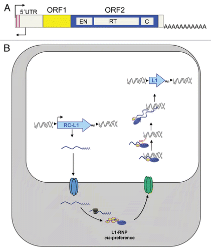Figure 2 LINE-1 retrotransposition. (A) Scheme of an RC-L1. In the scheme, ORF1 and ORF2 are represented as yellow and blue rectangles. Within ORF2, the relative position of the EN, RT and cysteine-rich domains (C) is indicated. Also shown are the S and AS promoters in the L1 5′UTR (black thin arrows). (B) Working model of L1 retrotransposition. In the scheme, for simplicity L1 is drawn as a light blue arrow. Details can be found in the main text.