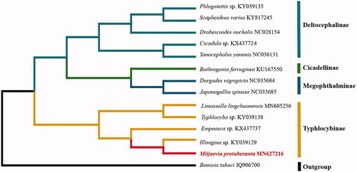 Figure 1. Phylogenetic tree showing the relationship between Mitjaevia protuberanta and 13 species (Hemiptera) based on neighbor-joining method.