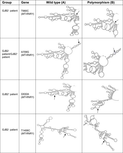 Figure 2 Comparison of RNA secondary structure analysis of wild type and polymorphic predicted in MT-RNR1 and MT-ND1 genes among patients with GJB2 mutation (GJB2+) and without GJB2 mutation (GJB2−).