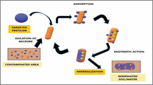 Figure 5. Diagrammatic outline of enzymatic pesticide degradation.