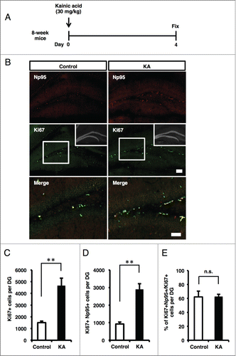 Figure 4. KA injection increases the number of Np95-expressing cells. (A) Experimental scheme for inducing seizure. 8-week-old mice were injected intraperitoneally with KA and sacrificed 4 d later. (B) Representative immunofluorescence images of Np95 and Ki67 staining in control and KA-injected mice. Merge images show higher-magnification views of the white boxes in the middle images. Scale bars: 100 μm in Np95 and Ki67 images, 50 μm in Merge images. (C) Quantification of the number of Ki67+ cells in the hippocampal DG of control and KA-injected mice. KA injection increased the number of Ki67+ cells in the DG. Values are given as mean ± SEM. Student's t-test: n = 3; **p < 0.01. (D) Quantification of the number of Ki67+/Np95+ cells in the DG of control and KA-injected mice. KA injection increased the number of Ki67+/Np95+ cells in the DG. Values are given as mean ± SEM. Student's t-test: n = 3; **p < 0.01. (E) Ratio of Np95+/Ki67+ cells to total Ki67+ cells in the DG. Values are given as mean ± SEM. Student's t-test: n = 3; n.s., not significant.