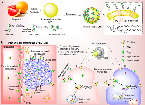 Figure 4 The schematic of engineered grapefruit-derived NVs as biomimetic drug delivery tools. (a) cRGD and ADH-DOX were modified on heparin and self-assembled into PH-sensitive heparin-modified nanovesicles (DNs). DNs were assembled with extracellular vesicles purified from grapefruit to synthesize biomimetic extracellular vesicles (EV-DNs). (b) The process and situation of endocytosis of EV-DNs in cells.