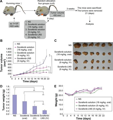 Figure 9 Antitumor efficacy of sorafenib in different formulations in H22 tumor-bearing mice (n=5).Notes: (A) Schematic of in vivo pharmacodynamic experiments in Kunming mice implanted with H22 tumor cells; (B) time-dependent tumor growth profile of tumor-bearing mice administrated with NS, sorafenib solution (18 mg/kg, oral), sorafenib solution (9 mg/kg, IV), and sorafenib-LNS (9 mg/kg, IV); (C) excised tumor images after tumor therapy; (D) tumor weights after the administration of different formulations; and (E) body weight change after the administration of different formulations in H22 tumor-bearing mice. Data are presented as the mean ± SD (n=6). *P<0.05 and **P<0.01.Abbreviations: IV, intravenous; NS, normal saline; sorafenib-LNS, sorafenib-loaded lipid-based nanosuspensions; sc, subcutaneous injection.