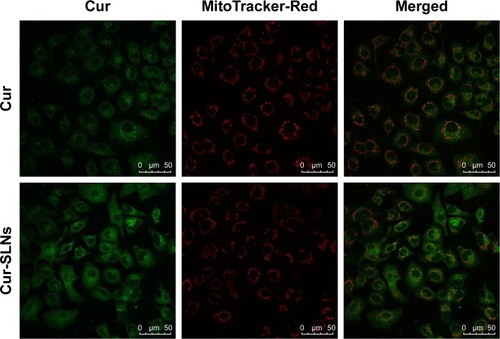 Figure 6 Cellular uptake of Cur and Cur-SLNs at 4 h.Note: Confocal imaging of the colocalization of Cur and Cur-SLNs with mitochondria (MitoTracker-Red).Abbreviations: Cur, curcumin; Cur-SLNs, curcumin-loaded solid lipid nanoparticles.