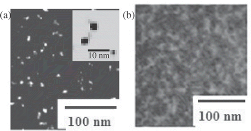 Figure 3. High resolution electron microscopy images of (a) CdS-NCs and (b) CdS-BSA conjugates. A magnified view of isolated, spherical CdS-NCs (∼2 nm) is shown in the figure inset–(a).