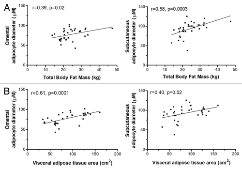 Figure 3. OM and SC mature cell sizes correlate with total body fat mass and visceral adipose tissue areas. (A) Correlations between total body fat mass and OM or SC adipocyte diameters. (B) Correlations between visceral adipose tissue area and OM or SC adipocyte diameters. Pearson correlation coefficients are shown.