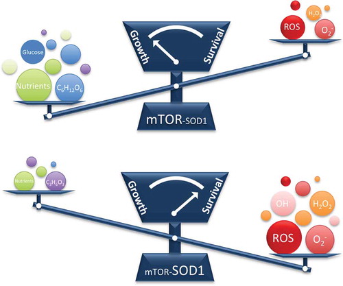 Figure 1. A working model for this study. The conserved mechanistic target of rapamycin (mTOR)- superoxide dismutatse 1 (SOD1) axis balances growth and survival by modulating cellular reactive oxygen species (ROS) contents in response to nutrient signals. C6H12O6, glucose; O2−, superoxide; OH−, hydroxyl radical.