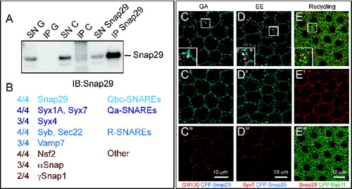Figure 6. Snap29 interacts with SNARE proteins and localizes to multiple trafficking organelles. (A) Anti-Snap29 immunoblotting of Schneider-2 (S2) cell extracts immunoprecipitated with protein G only (IP G) and corresponding supernatant fraction (SN G), or with anti-yeast Mad2 as unrelated control (IP C) and corresponding supernatant fraction (SN C), or with rabbit anti-Snap29 (IP Snap29) and corresponding supernatant fraction (SN Snap29). Snap29 is efficiently immunoprecipitated only using anti-Snap29. (B) Membrane fusion proteins coimmunoprecipitated with Snap29 in at least 2 out of 4 experiments using 2 independently-raised anti-Snap29. The proportion of immunoprecipitations containing each protein is indicated. (C to E) Colocalization of CFP-Snap29 or Snap29 with markers of the indicated trafficking compartments in FE cells. Single medial confocal cross-sections are shown, with single channel below each panel. The insets show higher magnification of colocalized proteins. CFP-Snap29 localizes to the plasma membrane upon overexpression and partially colocalizes with markers of the Golgi apparatus (GM130; C), early endosomes (Syx7; D), while endogenous Snap29 partially colocalizes with recycling endosomes (GFP-Rab11; E).