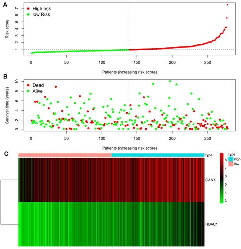 Figure 4 Rank of prognostic index and distribution of groups (A), survival status of patients in different groups (B), and expression heatmap of the two genes included (C).