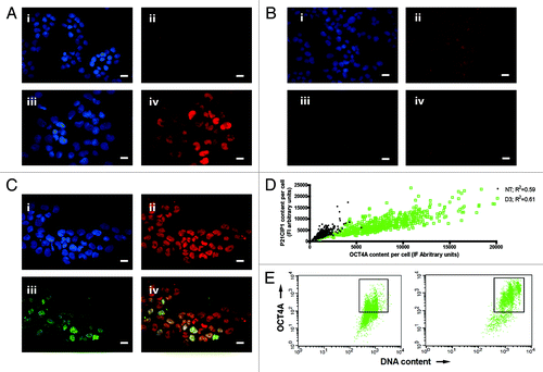 Figure 2. Regulation of TP53, P21CIP1 and OCT4A in PA-1 cells after ETO treatment. PA-1 cells were treated with 8 µM ETO for 20 h, then washed and assessed at the indicated time point. Cells were pelleted, cytospun, fixed and stained for (A) TP53 (red) (B) P21CIP1 (red) or (C) P21CIP1 (red) and OCT4A (green) in combination with DAPI (blue); Bar = 10 µM. Results representative of nine separate experiments. (A) NT cells showed very faint background staining for TP53. On day 3 post-ETO treatment, TP53 accumulated in the majority of nuclei. (B and C) NT cells had faint background staining for P21CIP1 and weak staining of OCT4A. On day 3 post-ETO treatment, P21CIP1 and OCT4A accumulated in the majority of cell nuclei. (D) Using image analysis on fixed cytospins, the fluorescence intensity of P21CIP1 and OCT4A during the first 3 d post-ETO treatment was determined and plotted for 500 cells in four independent experiments. There was substantial increase and a clear positive correlation between the fluorescent intensity of staining for OCT4A and P21CIP1 after ETO treatment. At the same time, the amplitude of the expression of both factors greatly increased: Non-treated OCT4A expression mean = 2,448, SD = 1,236; OCT4A expression on day 3 mean = 12,641, SD = 6,189; non-treated P21CIP1 expression mean = 2,875, SD = 1,594; P21CIP1 expression on day 3 mean = 10,291, SD = 5,795. (E) Two-channel flow cytometry was used to measure DNA content (PI fluorescence) and OCT4A expression. In NT samples, the OCT4A expression was similar in the 2C and 4C fractions. After ETO treatment, OCT4A was highly elevated in the 4C and 8C fractions and to a lesser extent in the G1-2C fraction. These data indicate that OCT4A accumulation was mostly induced in the DNA damage checkpoint and persisted in the polyploid cells.