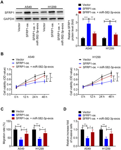 Figure 6 Hypoxic NSCLC cell-secreted exosomal miR-582-3p abrogates the effect of SFRP1 on the malignant phenotypes of normoxic NSCLC cells. A549 and H1299 cells were transfected with SFRP1-oe. and then treated with miR-582-3p-exos. (A) The protein levels of SFRP1 were analyzed using Western blot assay. (B) The viability of A549 and H1299 cells was analyzed by CCK-8 assay. The migration and invasion abilities of A549 and H1299 cells were analyzed using wound healing assay (C) and transwell assay (D). The experiments were repeated three times. Data were expressed as mean±standard deviation. *p<0.05, **p<0.01, and ***p<0.001.