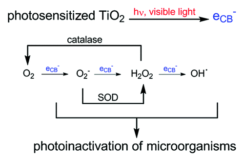 Figure 2. Photocatalytic effect of the TiO2: a process where photon-assisted generation of catalytically active ROS is generated rather than an action of the light as a catalyst in the reaction.