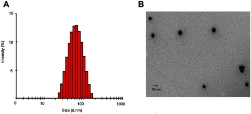 Figure 4 Particle size and morphology of the optimized SCZ-NE. (A) Particle size of the optimized SCZ-NE measured by DLS. (B) Morphology of the optimized SCZ-NE observed by TEM.Abbreviations: SCZ-NEs, sulconazole-loaded nanoemulsions; DLS, dynamic light scattering; TEM, transmission electron microscopy.